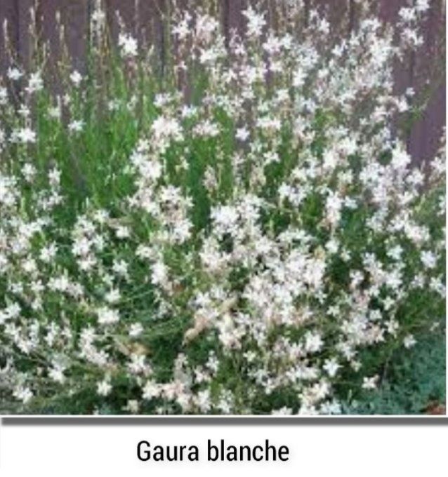 Gaura lindheimeri Blanc 