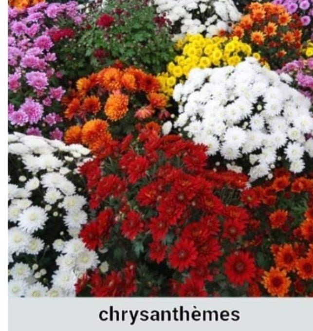 Chrysanthème