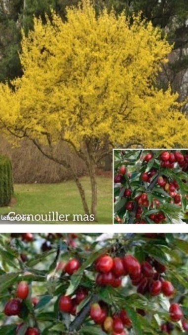 Cornouiller mâle, cornus mas