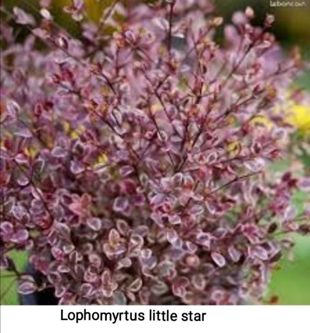 Lophomyrtus little star