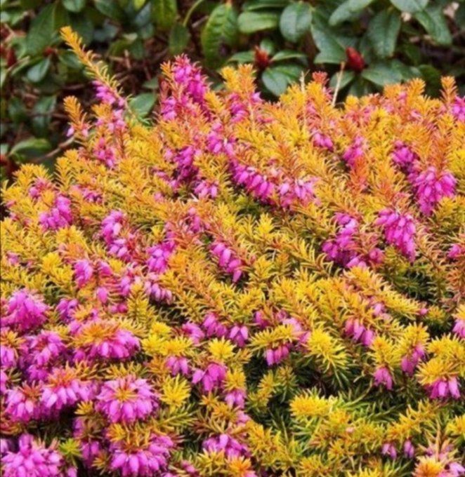 Bruyère. Érica  x Darleyensis Mery Helen