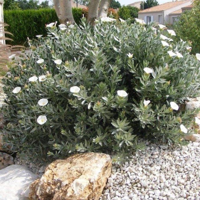 Convolvulus cneorum (Liseron de Turquie)