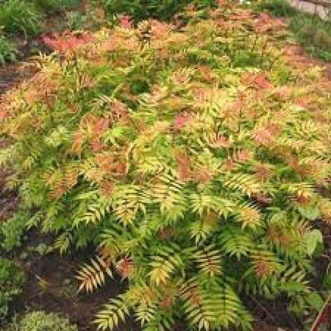 Sorbaria sorbifolia 'sem'