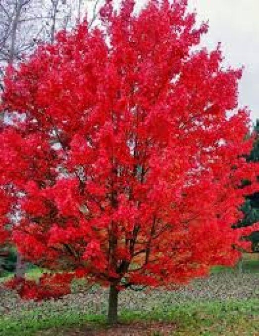 Acer rubrum Octobre Glory, Érable du canada